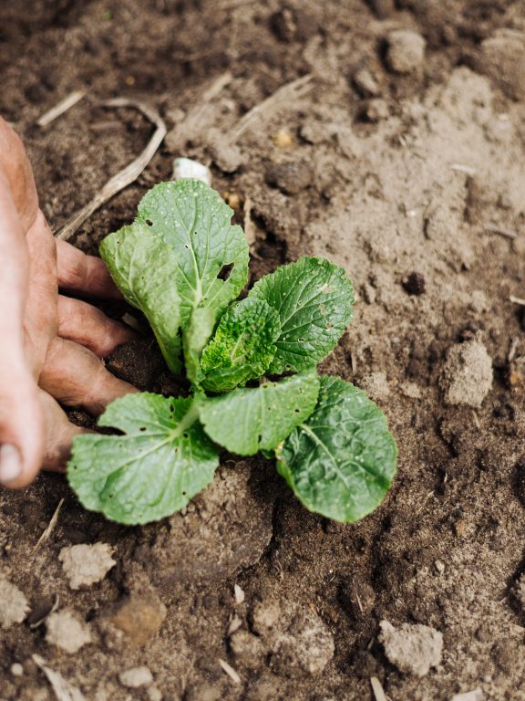 Warum es sich lohnt, sich nachhaltig, regional und mit gesunden Bio-Produkten zu ernähren