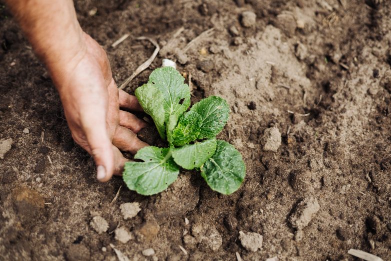 Warum es sich lohnt, sich nachhaltig, regional und mit gesunden Bio-Produkten zu ernähren