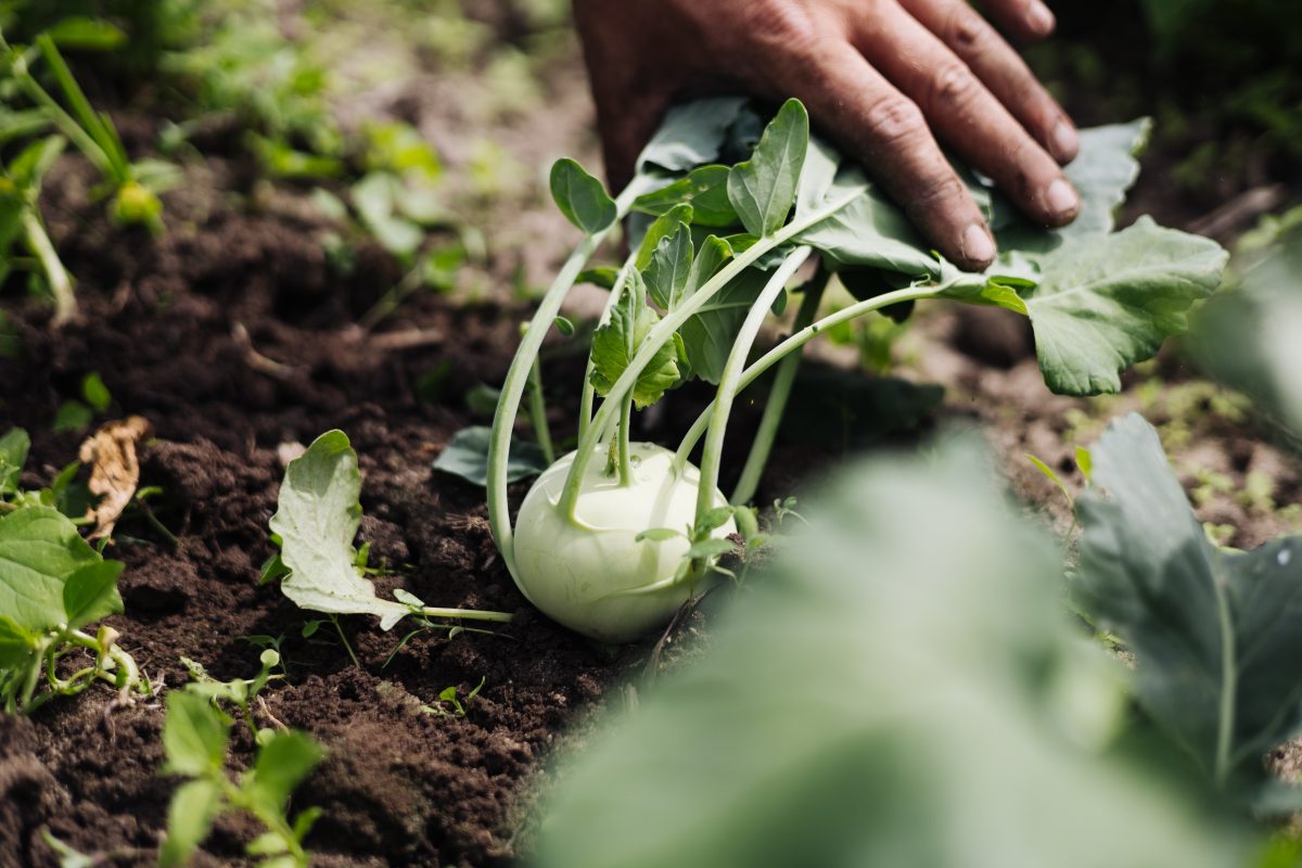 Warum Bio und warum regional?