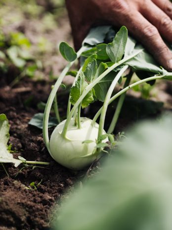 Warum Bio und warum regional?