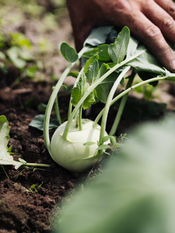 Warum Bio und warum regional?