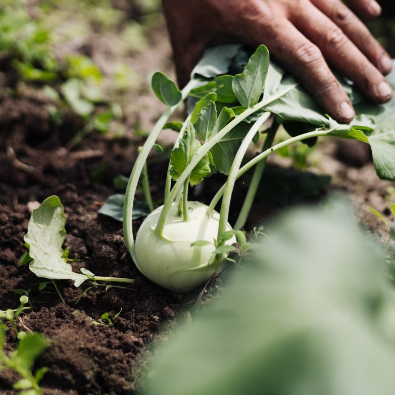 Warum Bio und warum regional?